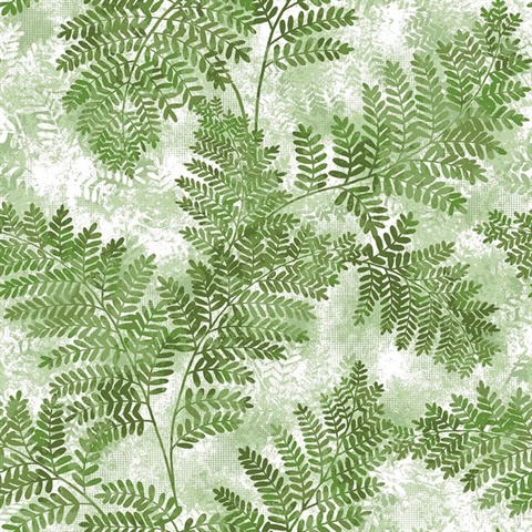 Cyathea Green Fern